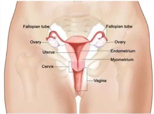 vaginalstraffung montanari