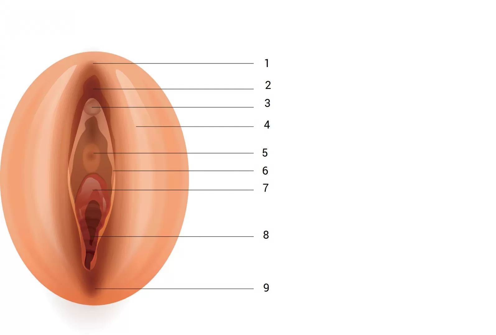 vagina