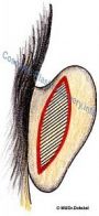 ucho-otevreny-rez