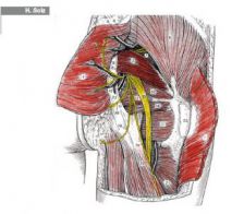 gluteus